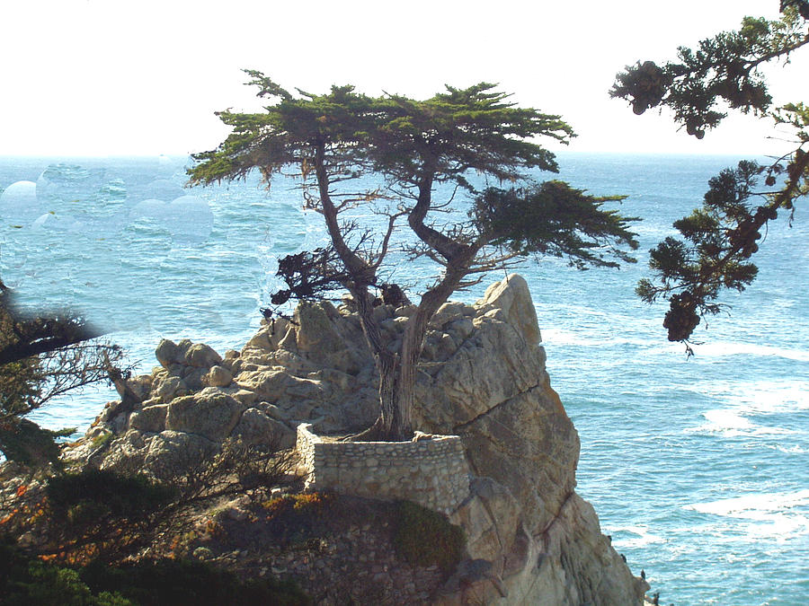 The Lone Pine At Cypress Point Photograph by Barbara Snyder