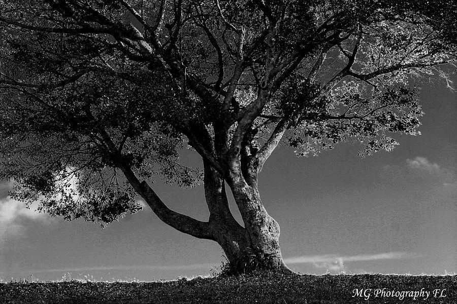 Tree Photograph - The Lone Tree Black and White by Marty Gayler Tree Photograph - The Lone Tree Black and White by Marty Gayler