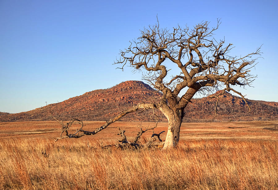 The Lone Tree Photograph by Ricky Barnard