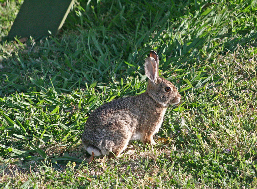 The Lone Wabbit Photograph by Joseph Coulombe