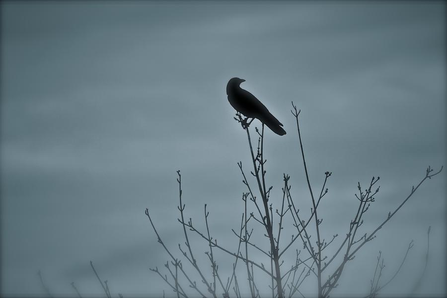 The Lonely Crow Photograph by James Steele - Fine Art America