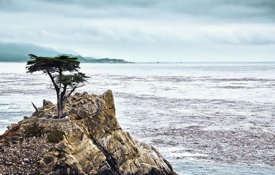 The Lonely Cypress Photograph by Levin Rodriguez