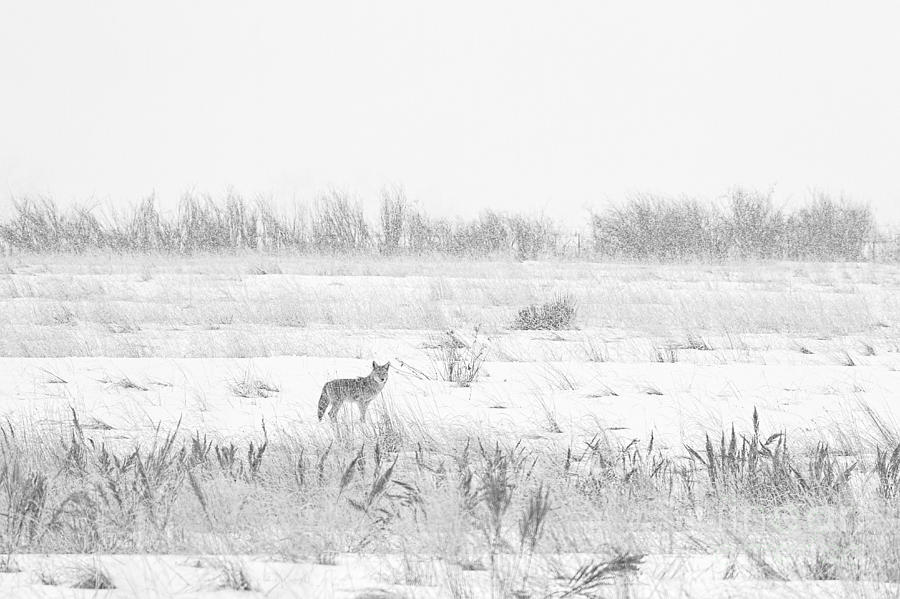 Coyote Photograph - The Lonely Hunter by Jim Garrison