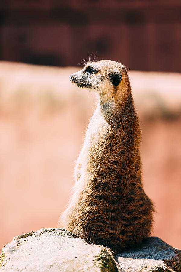 The Lonely Meerkat Photograph