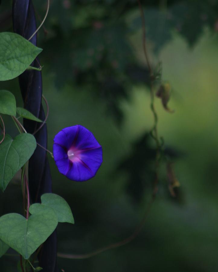 The lonely  Morning glory. Photograph by Valerie Stein