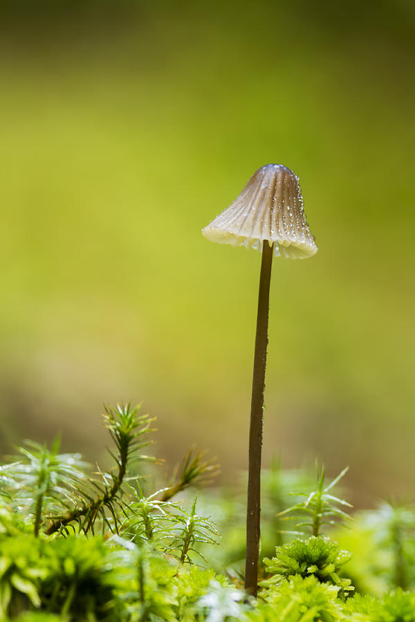 Fall Photograph - The lonely mushroom by Mircea Costina Photography