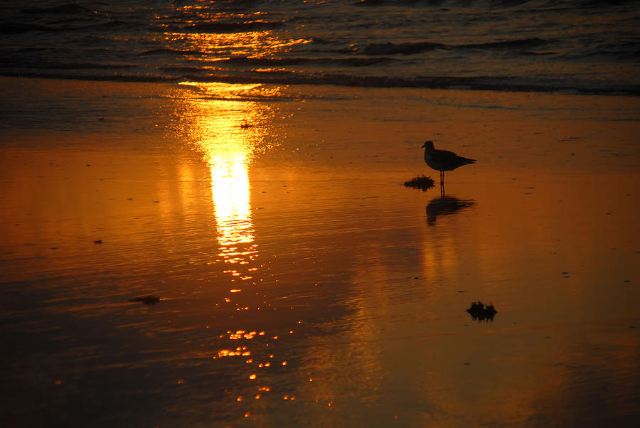 The Lonely Seagull Photograph by Susan Moody