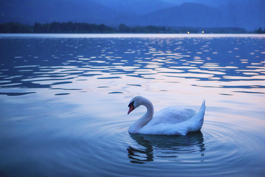 The Lonely Swan Photograph by Carol Yepes