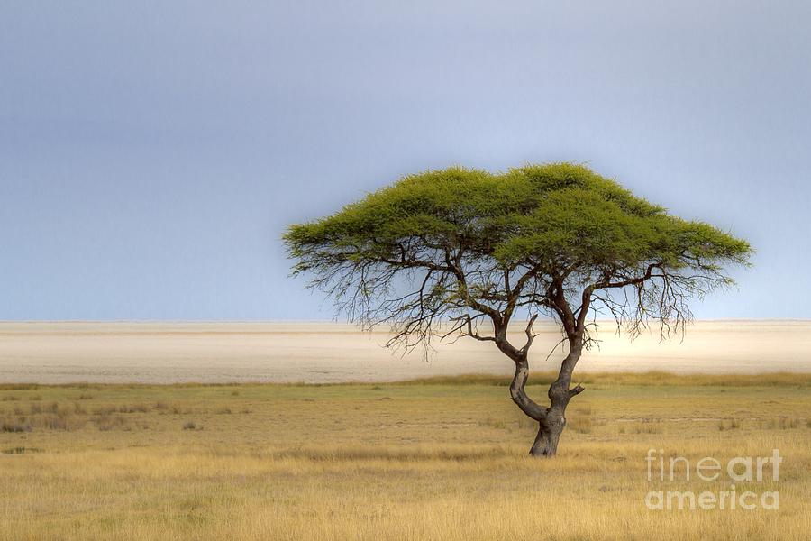 The lonely Tree Photograph by Juergen Klust