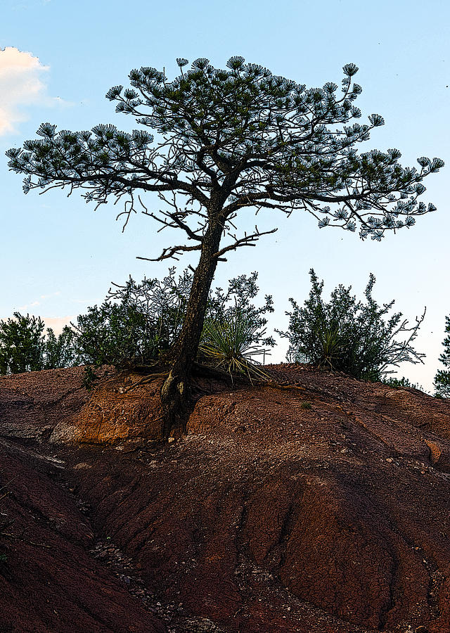 The Lonesome Pine Photograph