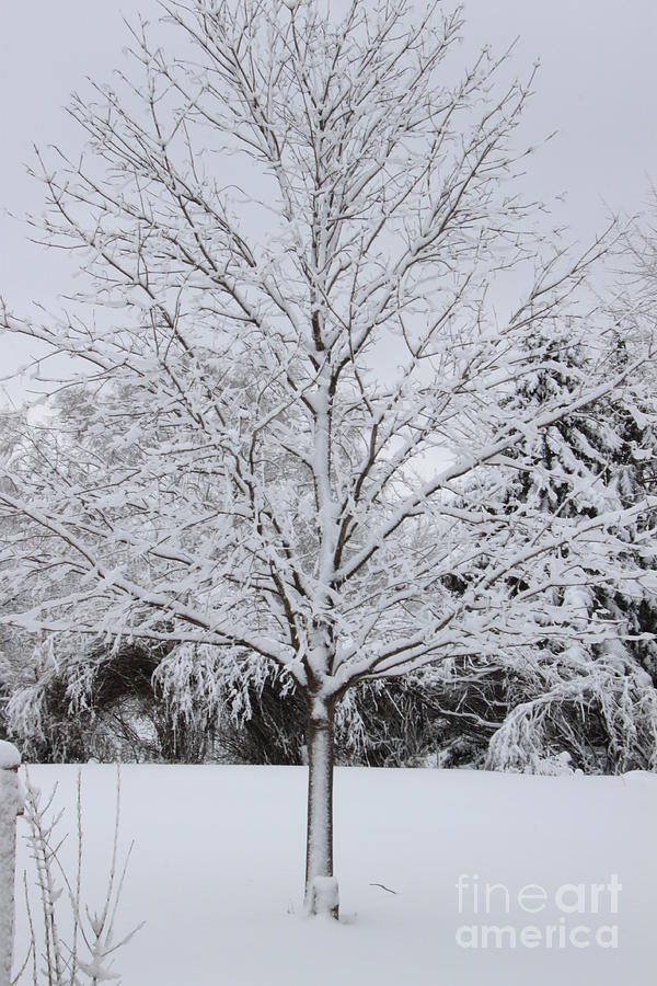 The loney tree of winter Photograph by Jennifer E Doll