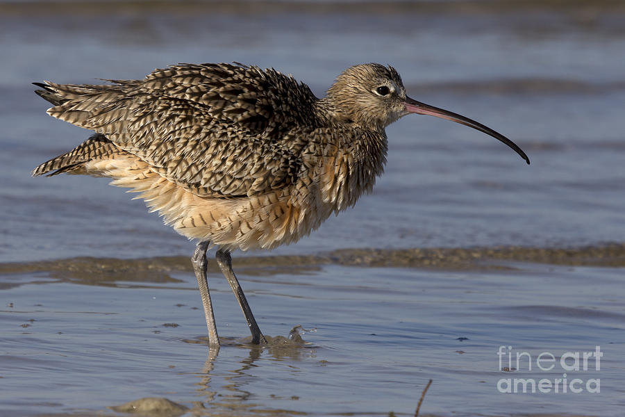 Bird Photograph - The Long-billed Curlew Shake by Meg Rousher