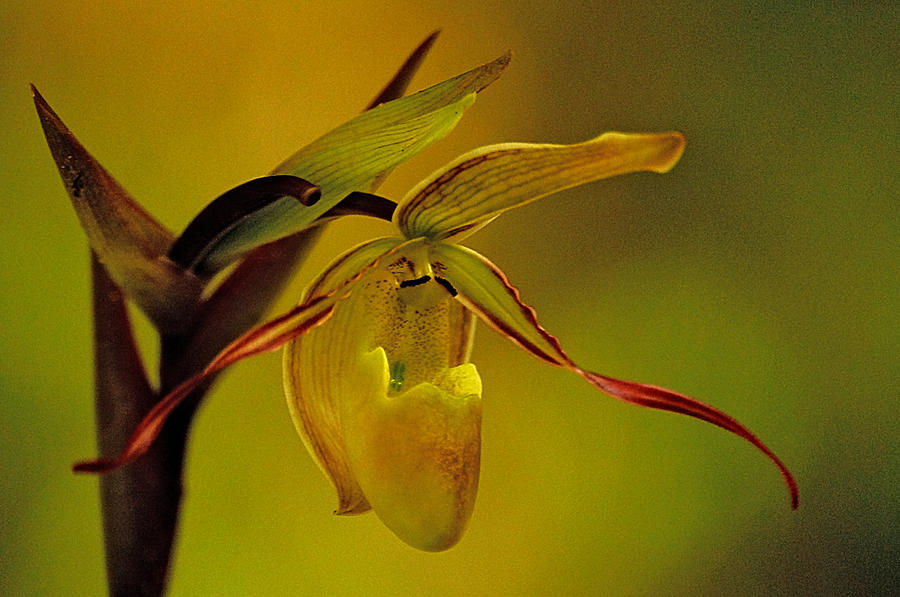 The Long-Leaf Phragmipedium  Photograph by Blair Wainman