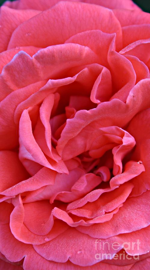 Rose Photograph - The Long Pink One by Clare Bevan