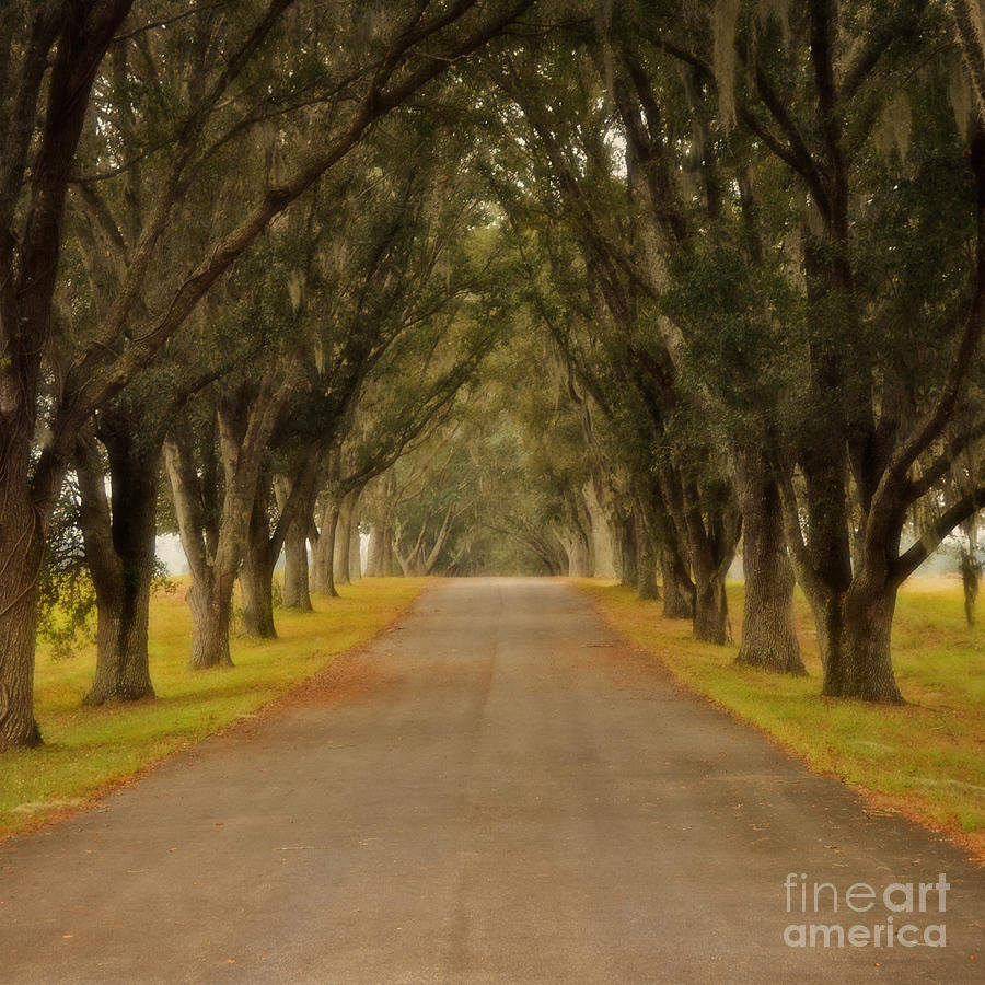The Long Road - Central Florida Photograph by Mary Machare