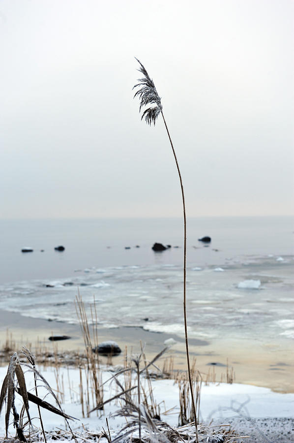 The Longest Straw Photograph by Randi Grace Nilsberg