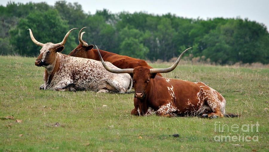 University Of Texas Photograph - The Longhorns by Paul Wesson
