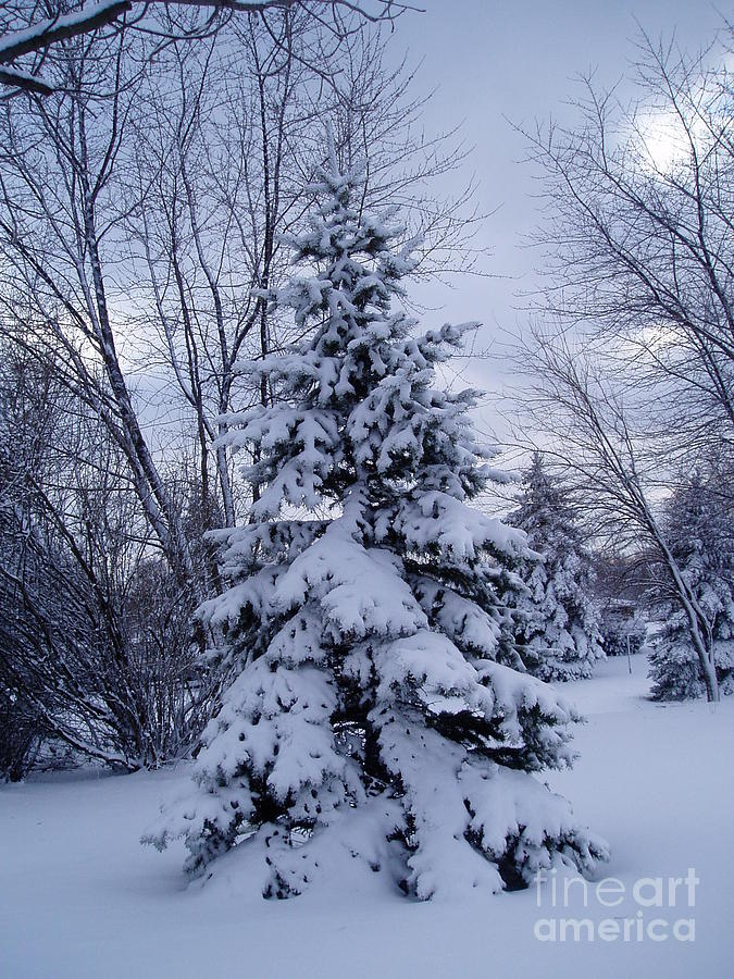 The lonley winter tree Photograph by Jennifer E Doll