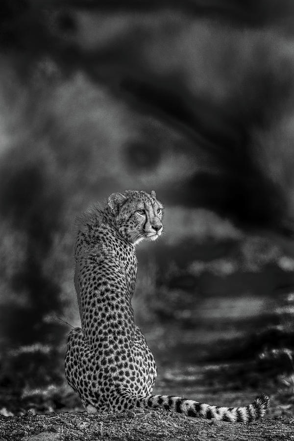 The Look Back Photograph by Jaco Marx