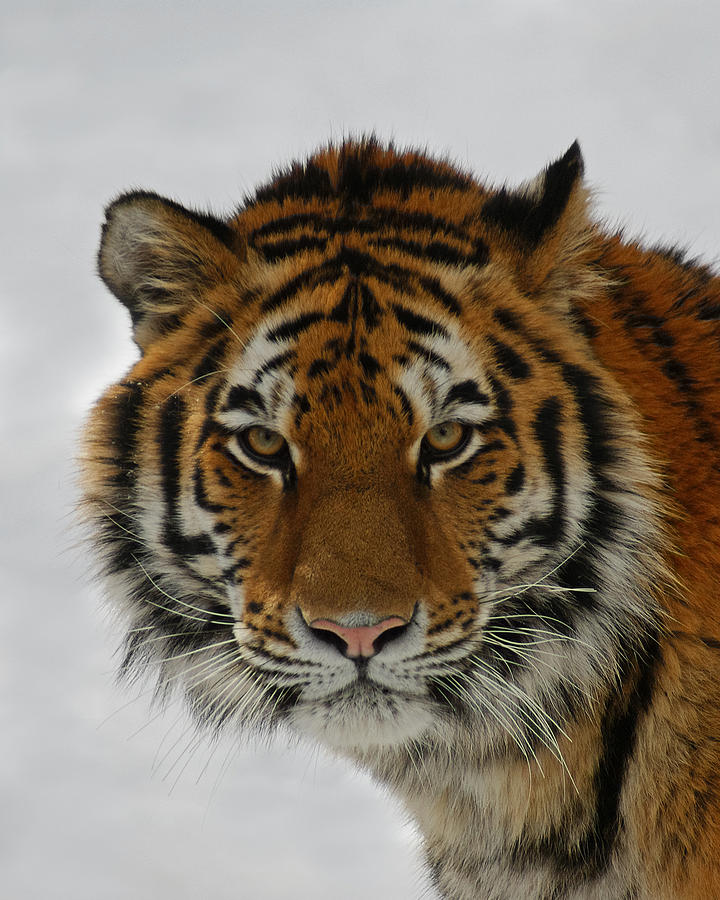 Tiger Photograph - The Look by Ernie Echols Tiger Photograph - The Look by Ernie Echols