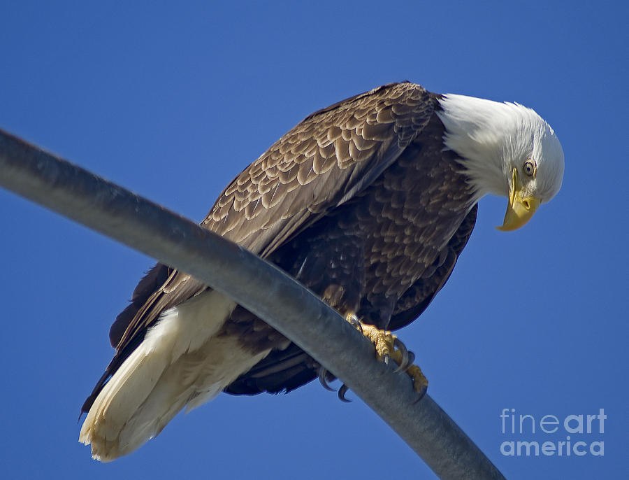 Eagle Photograph - The Look by Nick Boren