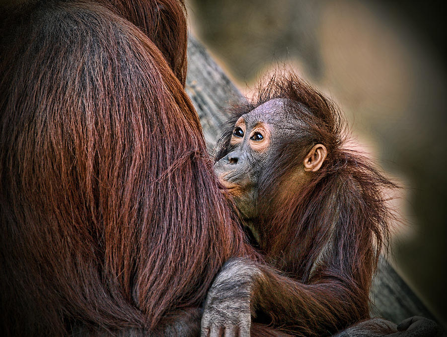 The Look of Love Photograph by Donna Proctor