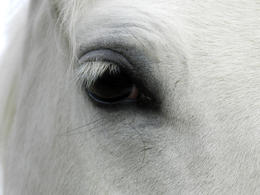 The Look Of Saddness Photograph by Latisha Wolf - Fine Art America