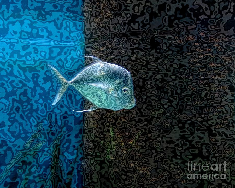 The Lookdown Fish Photograph by Scott Cameron