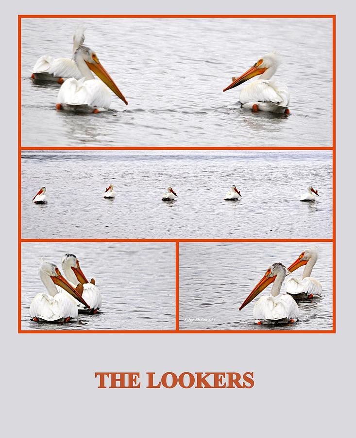 The Lookers Photograph by AJ  Schibig