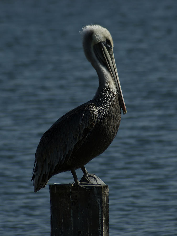 Pelican Photograph - The Lookout by Ernest Echols