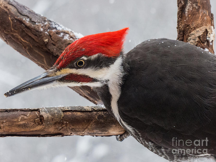 The Lord God Male Pileated Photograph By Teresa A And Preston S Cole Photography 6099