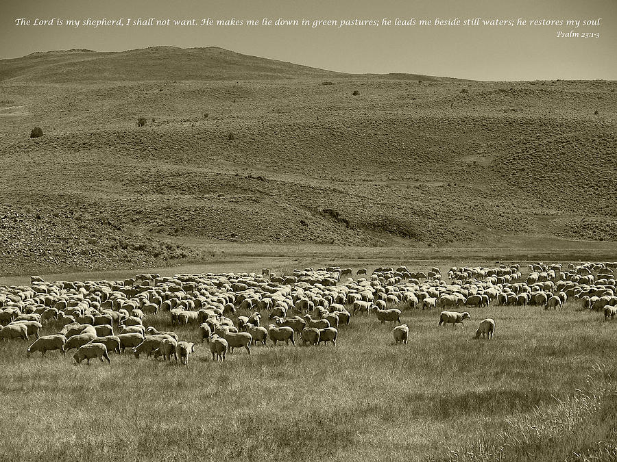 Inspirational Photograph - The Lord is my shepherd by Philip Tolok