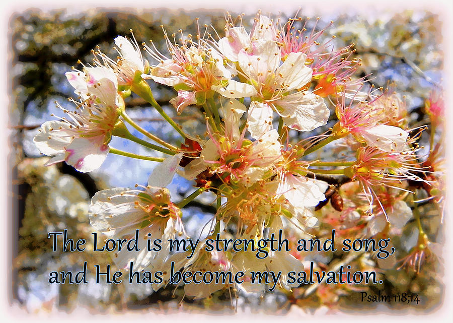 The Lord is My Song Photograph by Sheri McLeroy