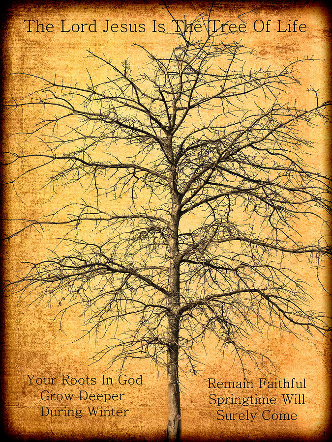 The Lord Jesus Is The Tree Of Life Photograph by Kathy Clark