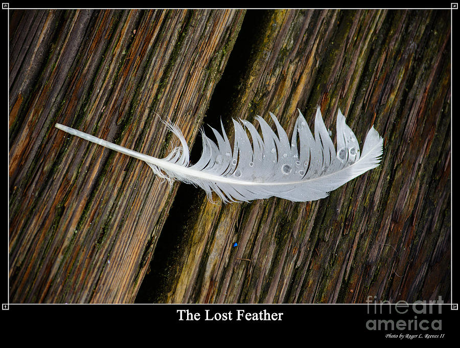 The Lost Feather Photograph by Tikvahs Hope