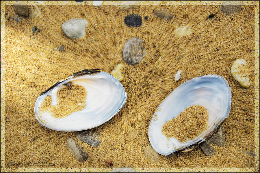 Food And Beverage Photograph - The Lost Freshwater Pearl Michigan by LeeAnn McLaneGoetz McLaneGoetzStudioLLCcom