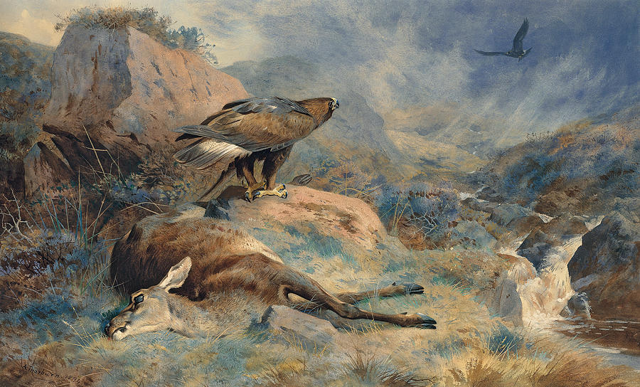 Eagle Painting - The Lost Hind by Archibald Thorburn