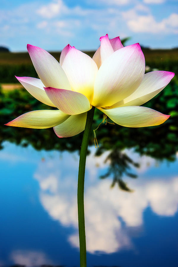The Lotus Blossom Photograph by Jon Woodhams