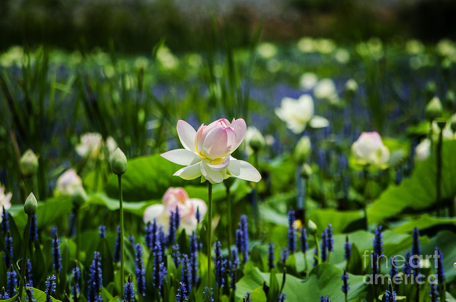 The Lotus Blossom Photograph by Paul Mashburn