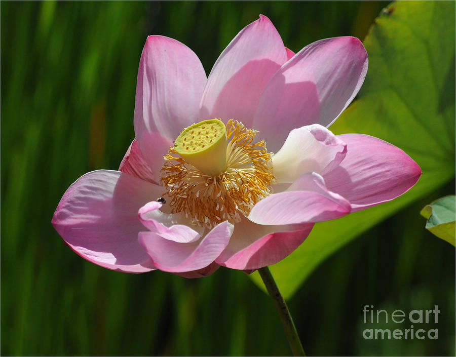 The Lotus Photograph by Vivian Christopher