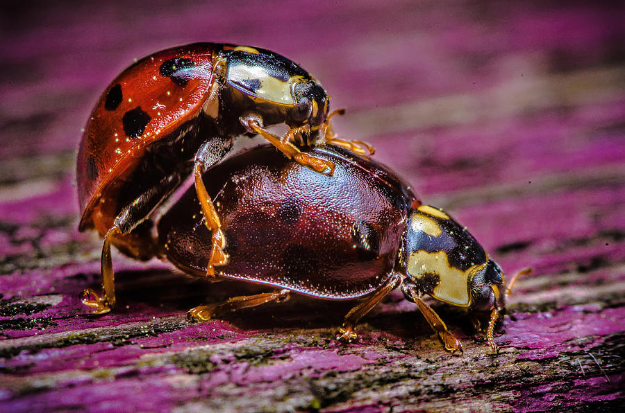The Love Bugs Photograph by Rick Bartrand
