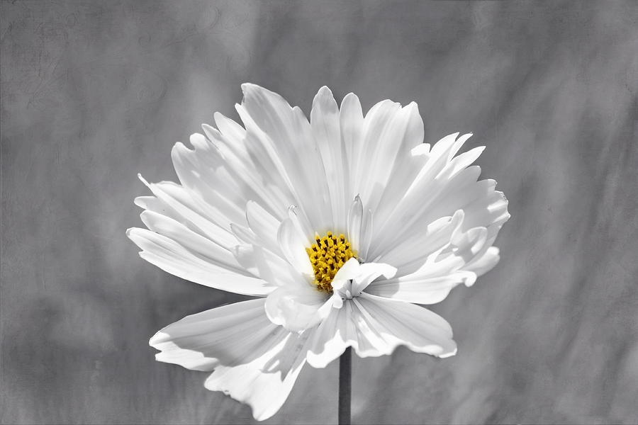 The Love Flower Photograph by Kim Hojnacki
