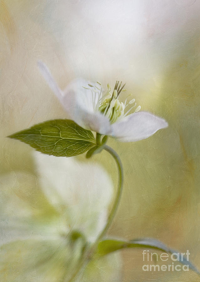 Spring Photograph - The love for light by Maria Ismanah Schulze-Vorberg