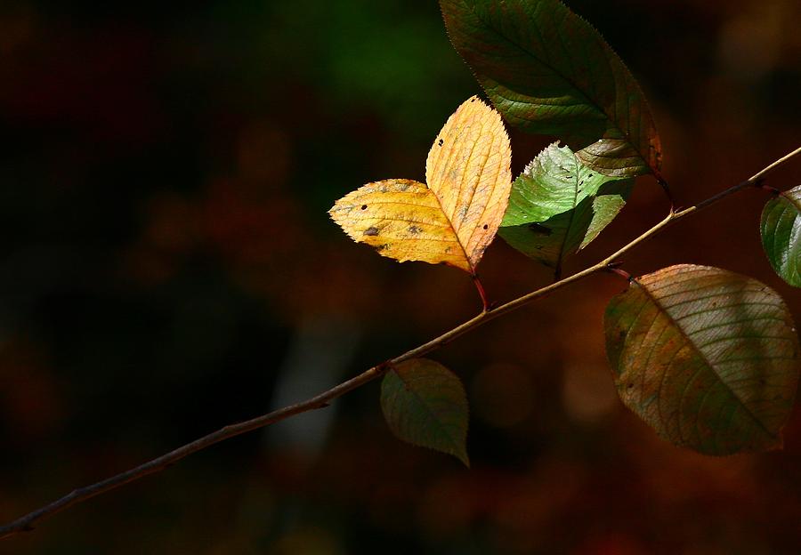 The Love Leaf II Photograph by Lisa Vaccaro - Pixels