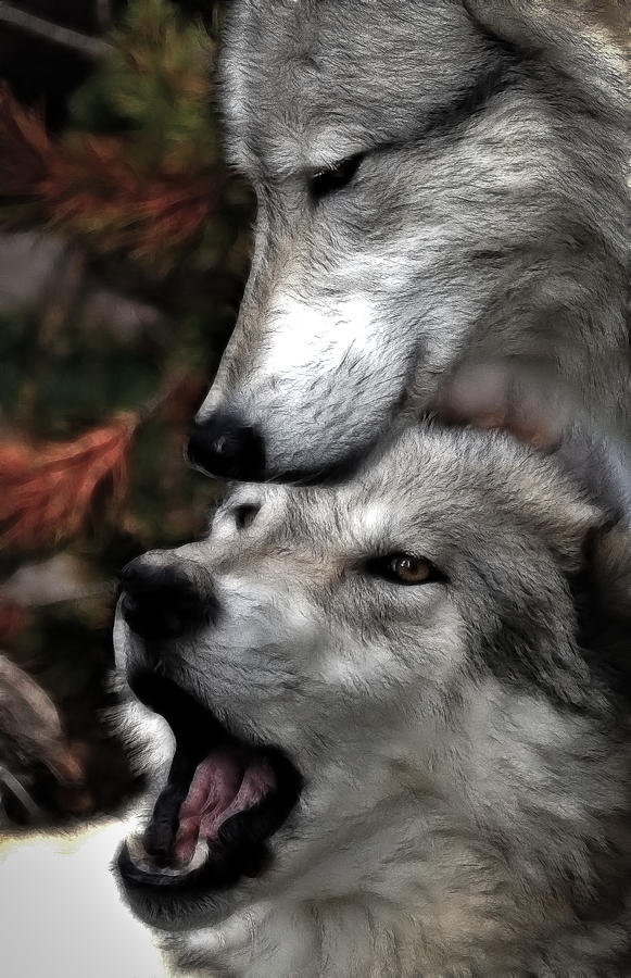 Wolves Photograph - The Love Of Your Mate by Athena Mckinzie