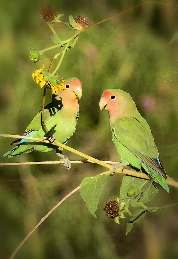 Bird Photograph - The Lovebirds  by Saija Lehtonen