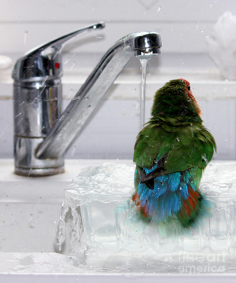 Feather Photograph - The Lovebirds Shower by Terri Waters