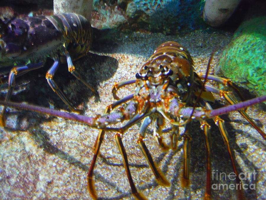 The Lovely Caribbean Spiny Lobster Photograph by Paddy Shaffer