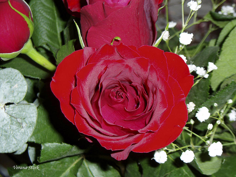 The Lovely Rose Photograph by Verana Stark