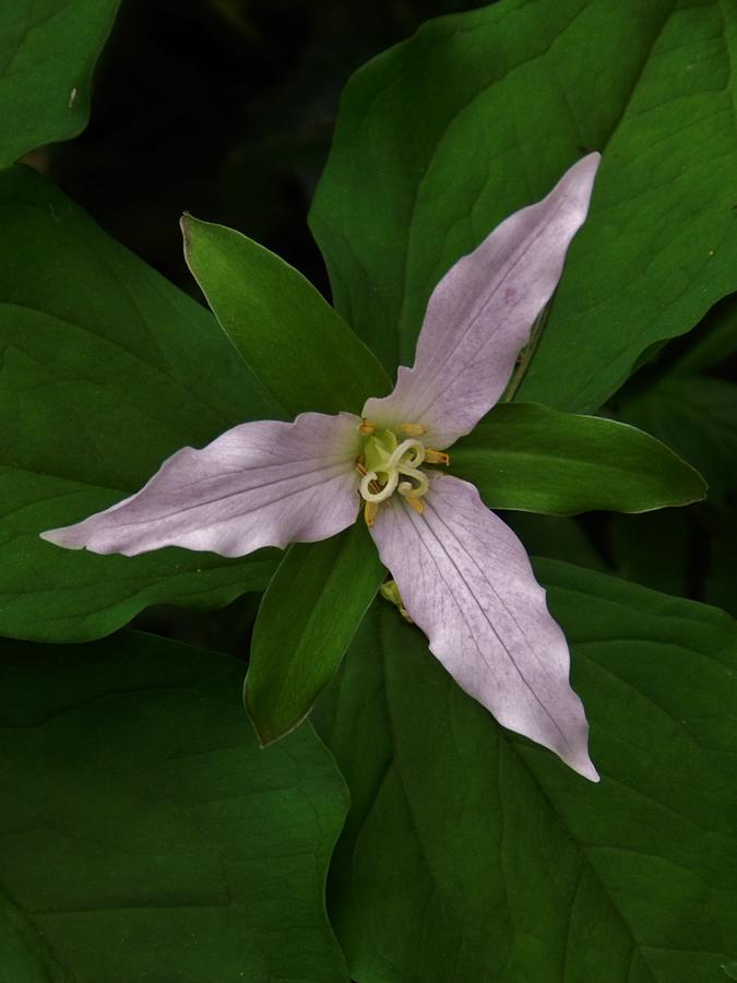 The Lovely Trillium  Photograph by Charles Lucas